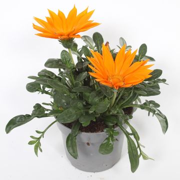 Gazania rigens GIANT DEEP ORANGE