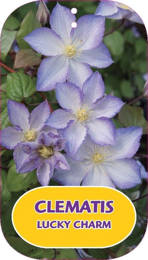 Clematis LUCKY CHARM (LL)