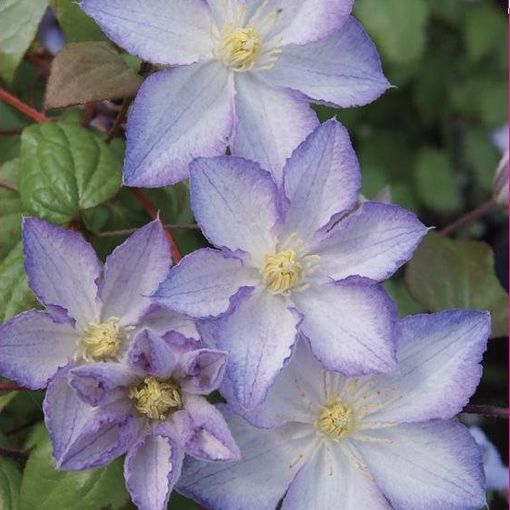 Clematis LUCKY CHARM (LL)