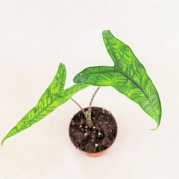 Alocasia zebrina 'Reticulata'