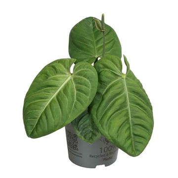 Anthurium villenaorum