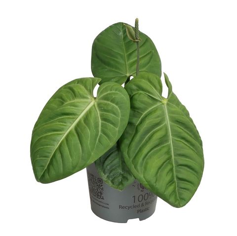 Anthurium villenaorum