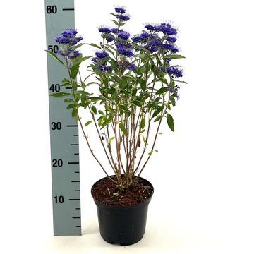 Caryopteris x clandonensis GRAND BLEU