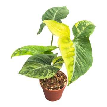 Syngonium 'Scrambled Eggs'