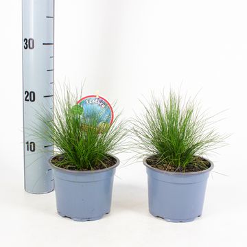 Festuca gautieri 'Bernie Green'
