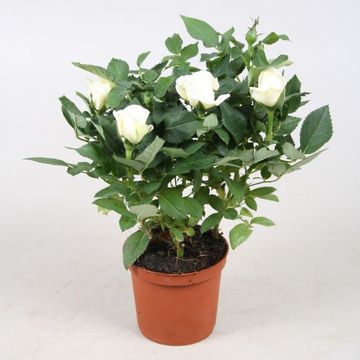 Rosa FAVOURITE ROSES MIX