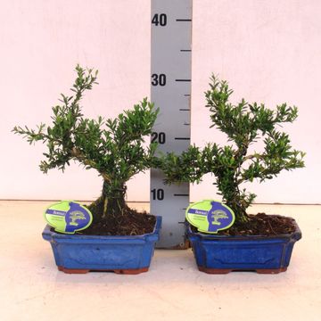 Buxus harlandii