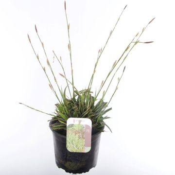 Carex morrowii 'Ice Dance'