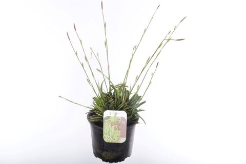 Carex morrowii 'Ice Dance'