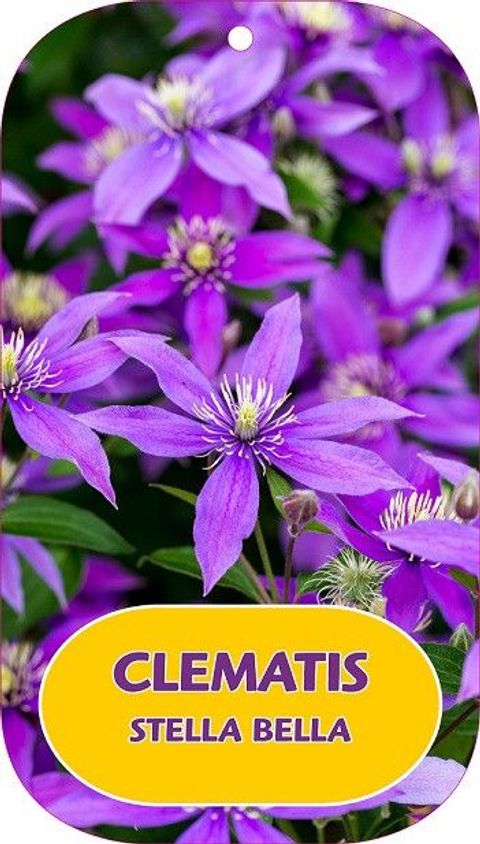 Clematis STELLA BELLA (D)