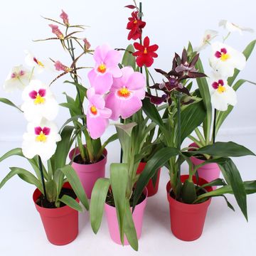 Orchidee MIX