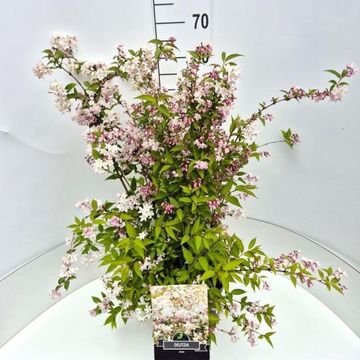 Deutzia x rosea