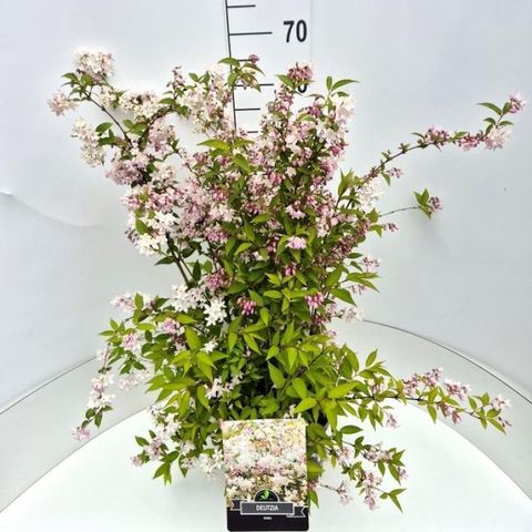 Deutzia x rosea