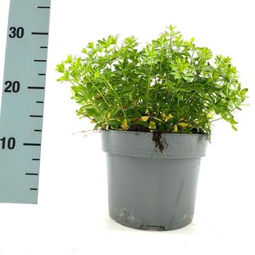 Galium odoratum
