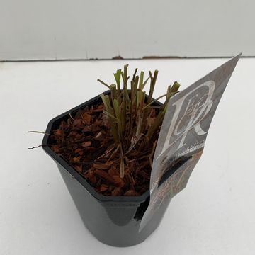 Pennisetum advena 'Rubrum Dwarf'