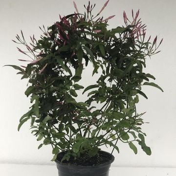 Jasminum polyanthum 'Red Beauty'