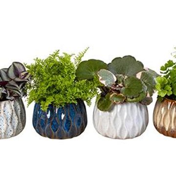 Plantas o interior MIX