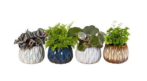 Plantas o interior MIX