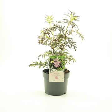 Sambucus nigra BLACK LACE