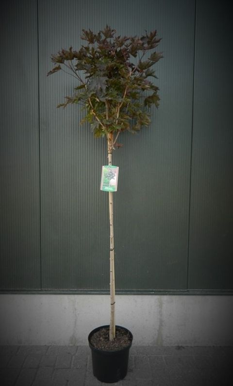 Acer platanoides 'Royal Red'
