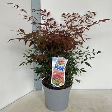 Nandina domestica OBSESSED