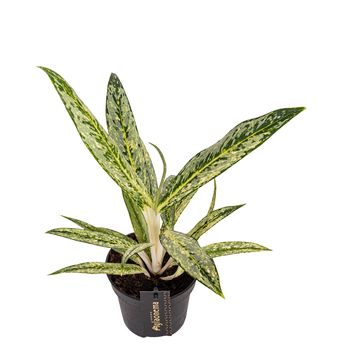 Aglaonema 'Matcha Lemon'