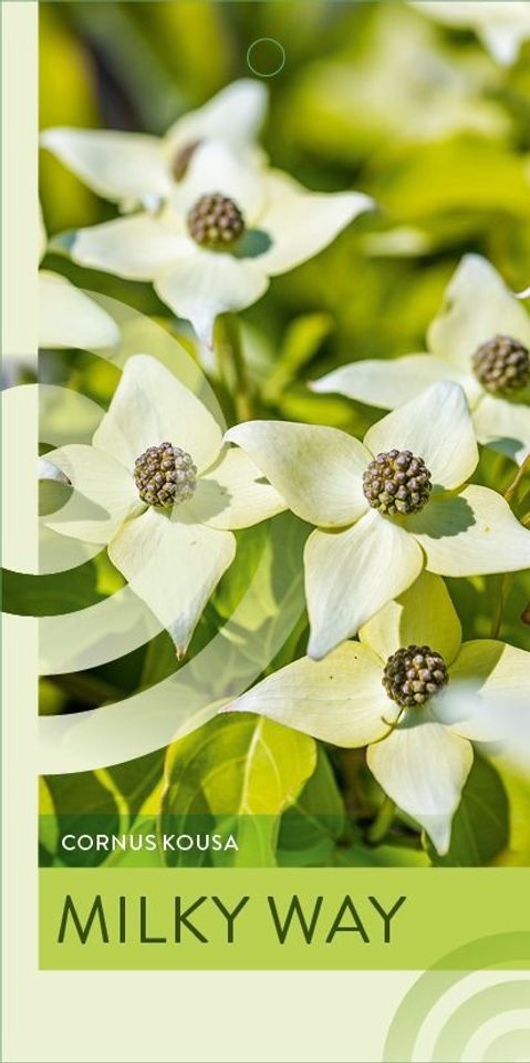Cornus kousa 'Milky Way'