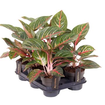 Aglaonema 'Olive Red'