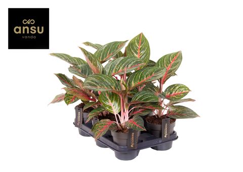 Aglaonema 'Olive Red'