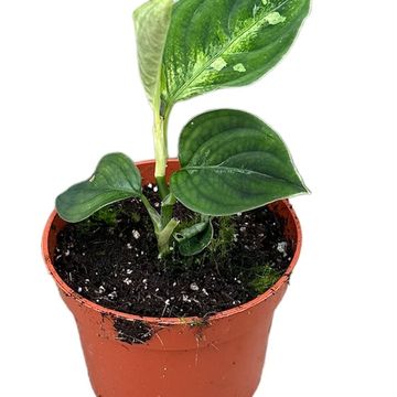 Aglaonema pictum 'Bicolor'