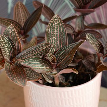 Ludisia discolor RUBY
