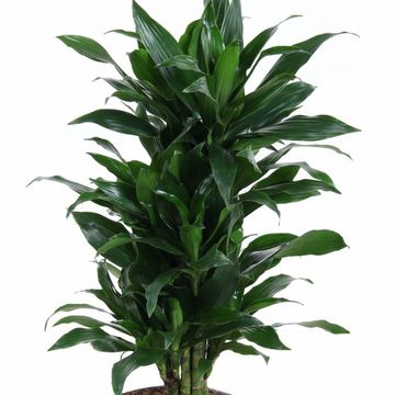 Dracaena fragrans 'Green Jewel'