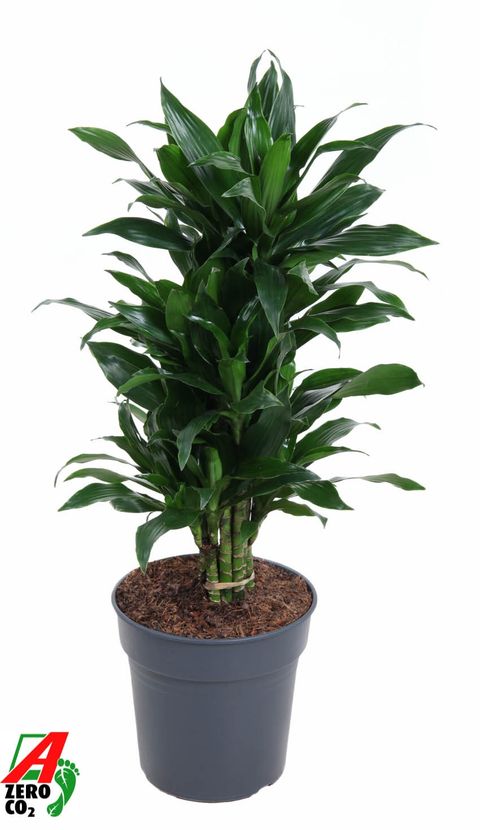 Dracaena fragrans 'Green Jewel'