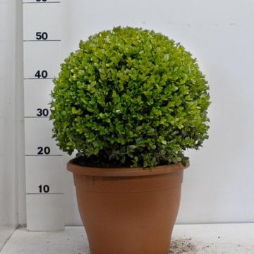Buxus microphylla 'Faulkner'