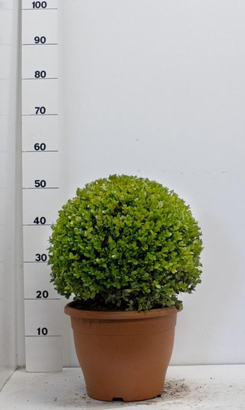 Buxus microphylla 'Faulkner'