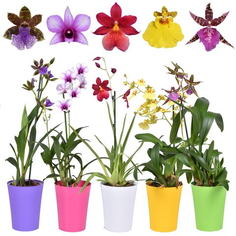 Orchid MIX