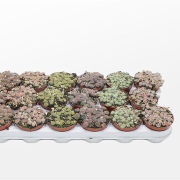 Lithops MIX