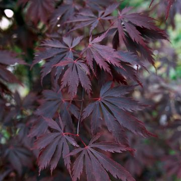 Acer palmatum BLACK LACE