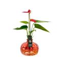 Composizione Anthurium