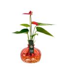 Arrangement Anthurium