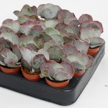 Cotyledon undulata