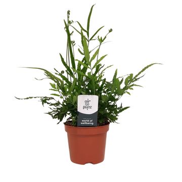 Pteris ensiformis 'Evergreen'