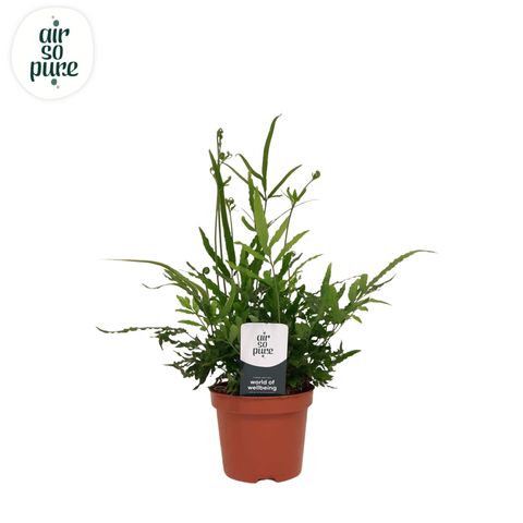 Pteris ensiformis 'Evergreen'
