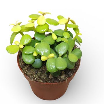 Portulacaria afra 'Variegata'