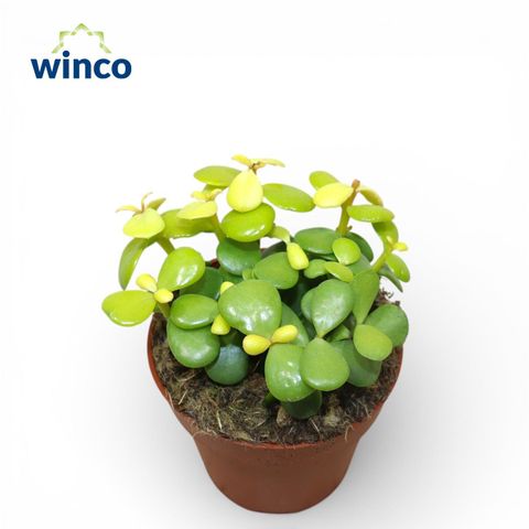 Portulacaria afra 'Variegata'