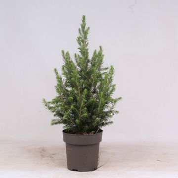 Picea glauca 'Conica'