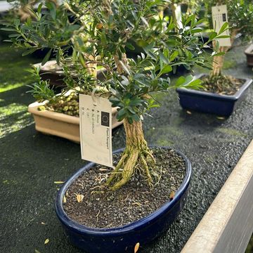 Bonsai MIX