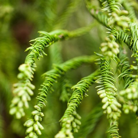 Cryptomeria japonica 'Rasen' — Plant Wholesale FlorAccess