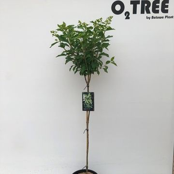 Hydrangea paniculata 'Kyushu'