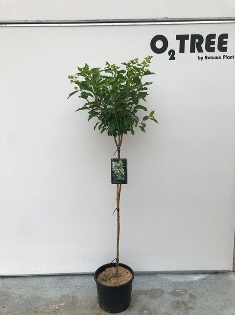 Hydrangea paniculata 'Kyushu'